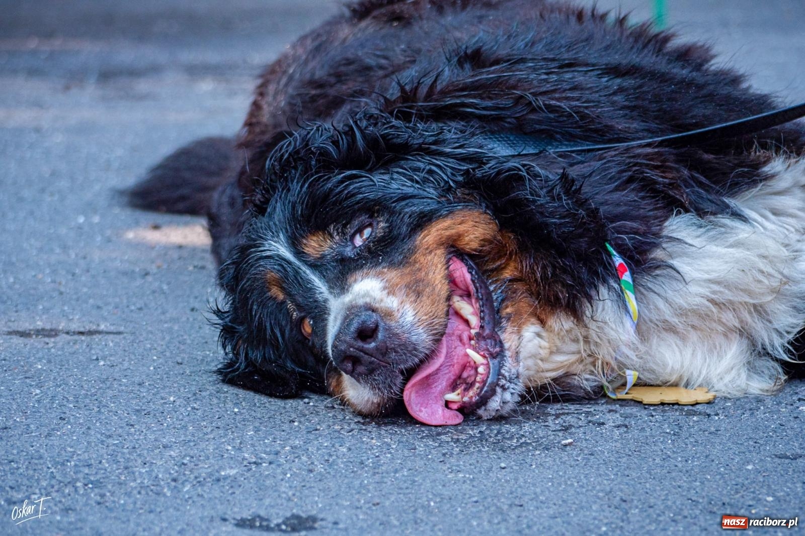Zdjęcie w galerii na portalu naszraciborz.pl: Dogtrekking w Nędzy przyciągnął tłumy. Sport i pomoc zwierzętom podczas VI Festiwalu Górnej Odry [FOTO] wiadomości z regionu