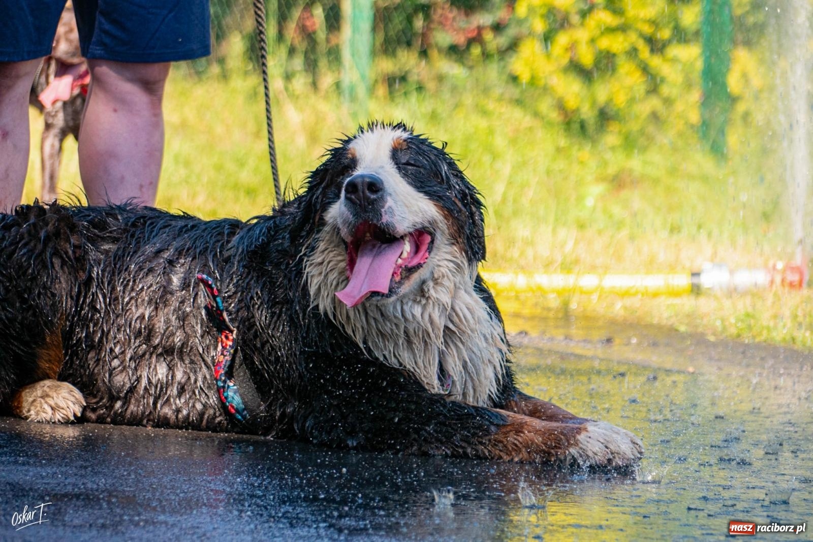 Zdjęcie w galerii na portalu naszraciborz.pl: Dogtrekking w Nędzy przyciągnął tłumy. Sport i pomoc zwierzętom podczas VI Festiwalu Górnej Odry [FOTO] wiadomości z regionu