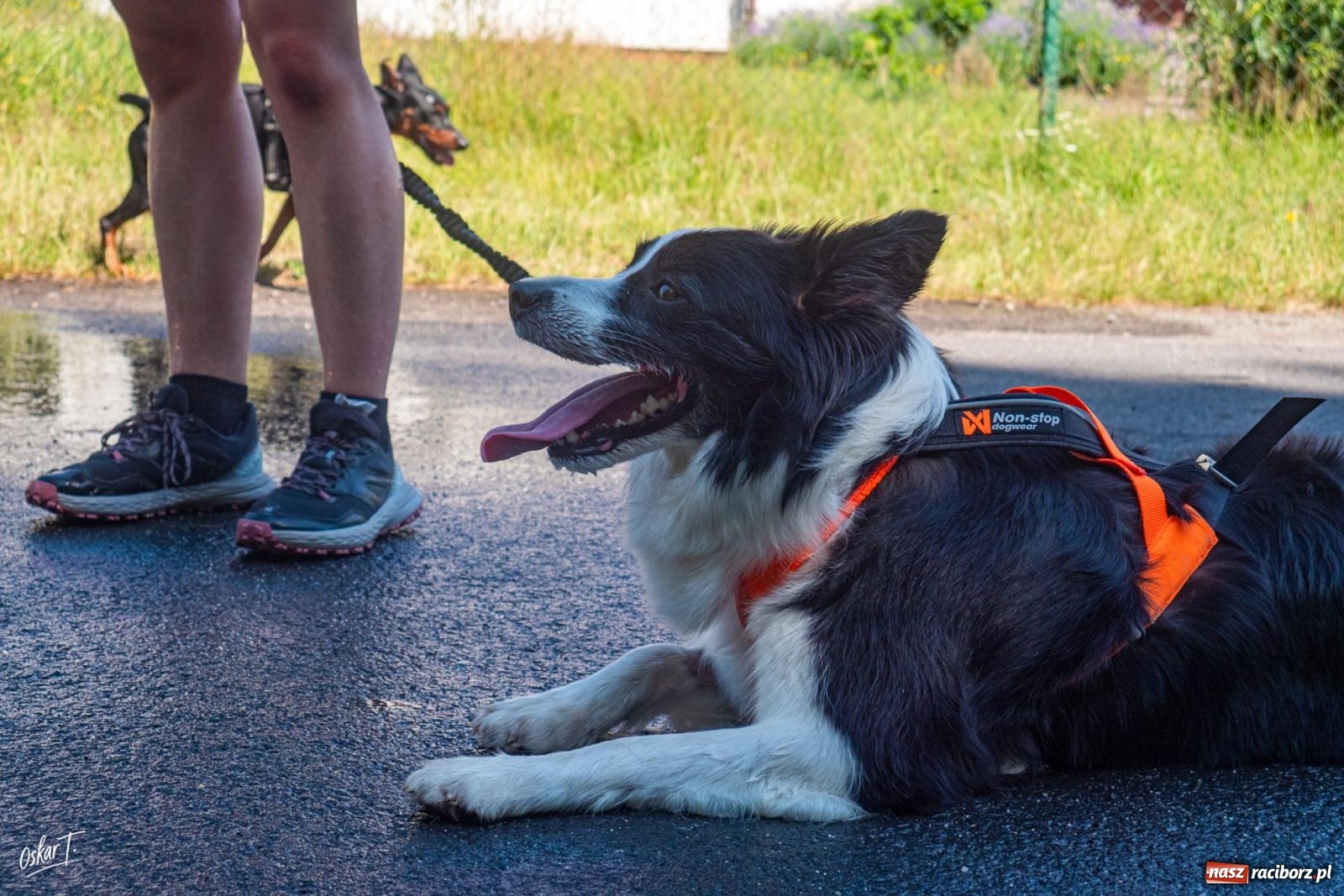 Zdjęcie w galerii na portalu naszraciborz.pl: Dogtrekking w Nędzy przyciągnął tłumy. Sport i pomoc zwierzętom podczas VI Festiwalu Górnej Odry [FOTO] wiadomości z regionu