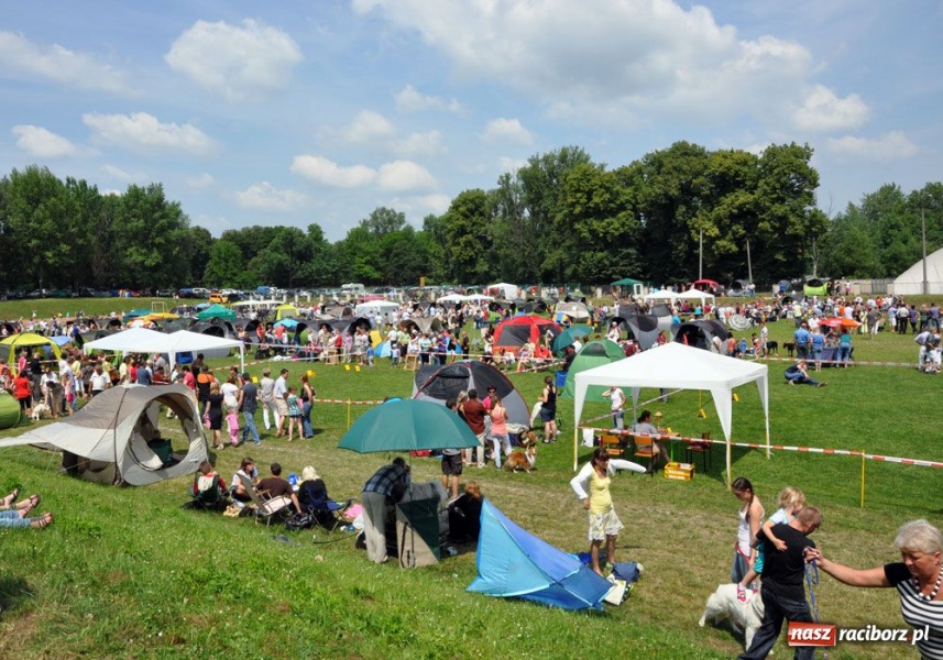 Zdjęcie w galerii na portalu naszraciborz.pl: Na Ostrogu trwa wystawa psów rasowych wiadomości z regionu