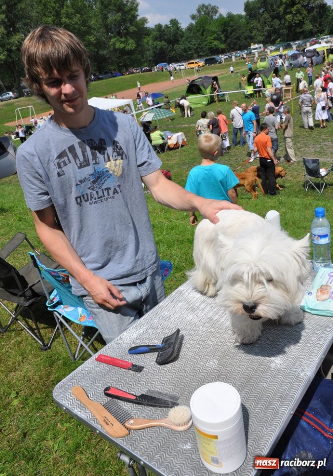 Zdjęcie w galerii na portalu naszraciborz.pl: Na Ostrogu trwa wystawa psów rasowych wiadomości z regionu