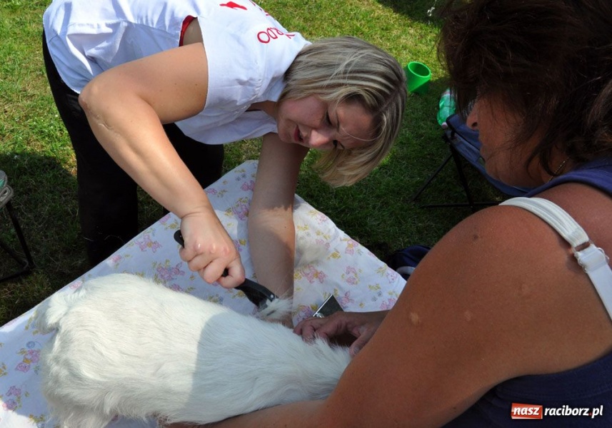 Zdjęcie w galerii na portalu naszraciborz.pl: Na Ostrogu trwa wystawa psów rasowych wiadomości z regionu