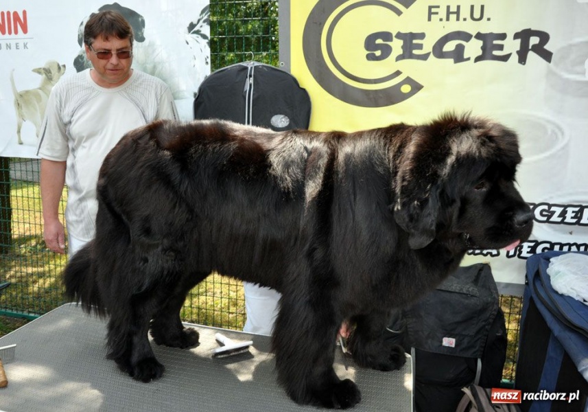 Zdjęcie w galerii na portalu naszraciborz.pl: Na Ostrogu trwa wystawa psów rasowych wiadomości z regionu