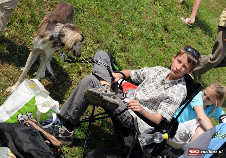 Zdjęcie w galerii na portalu naszraciborz.pl: Na Ostrogu trwa wystawa psów rasowych wiadomości z regionu