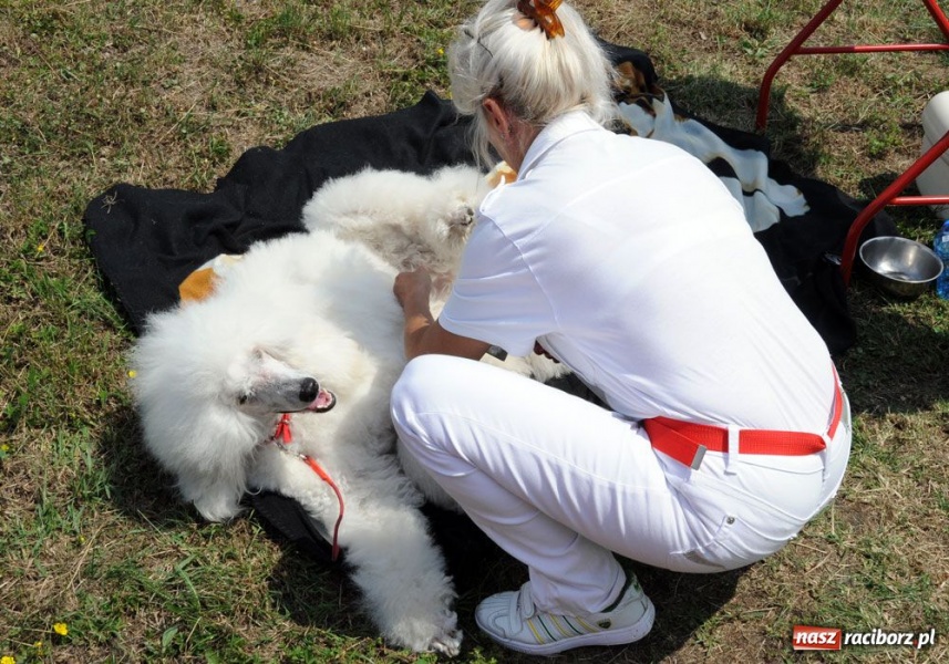 Zdjęcie w galerii na portalu naszraciborz.pl: Na Ostrogu trwa wystawa psów rasowych wiadomości z regionu