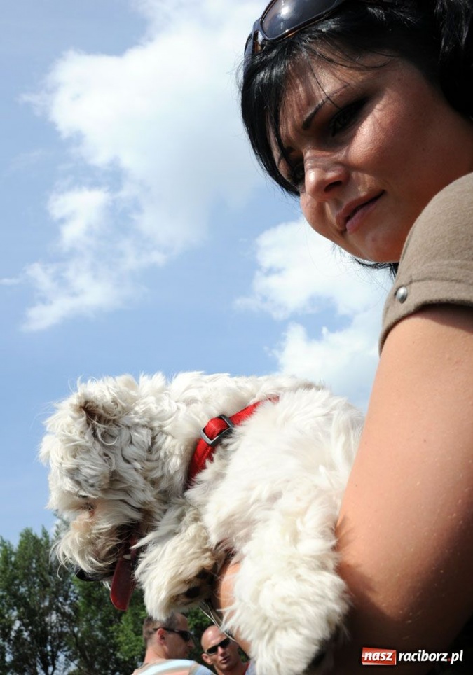 Zdjęcie w galerii na portalu naszraciborz.pl: Na Ostrogu trwa wystawa psów rasowych wiadomości z regionu