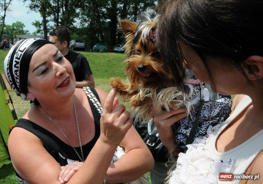 Zdjęcie w galerii na portalu naszraciborz.pl: Na Ostrogu trwa wystawa psów rasowych wiadomości z regionu