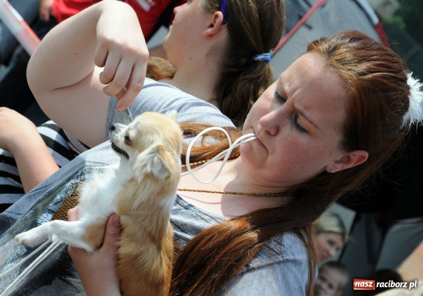 Zdjęcie w galerii na portalu naszraciborz.pl: Na Ostrogu trwa wystawa psów rasowych wiadomości z regionu