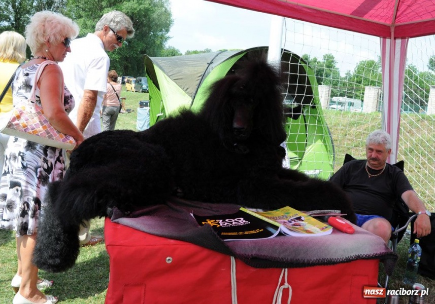 Zdjęcie w galerii na portalu naszraciborz.pl: Na Ostrogu trwa wystawa psów rasowych wiadomości z regionu