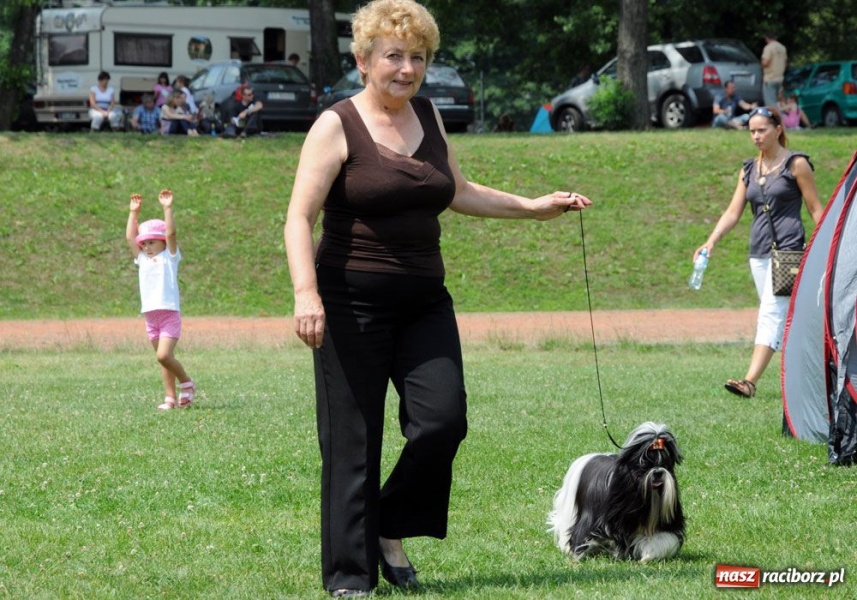 Zdjęcie w galerii na portalu naszraciborz.pl: Na Ostrogu trwa wystawa psów rasowych wiadomości z regionu