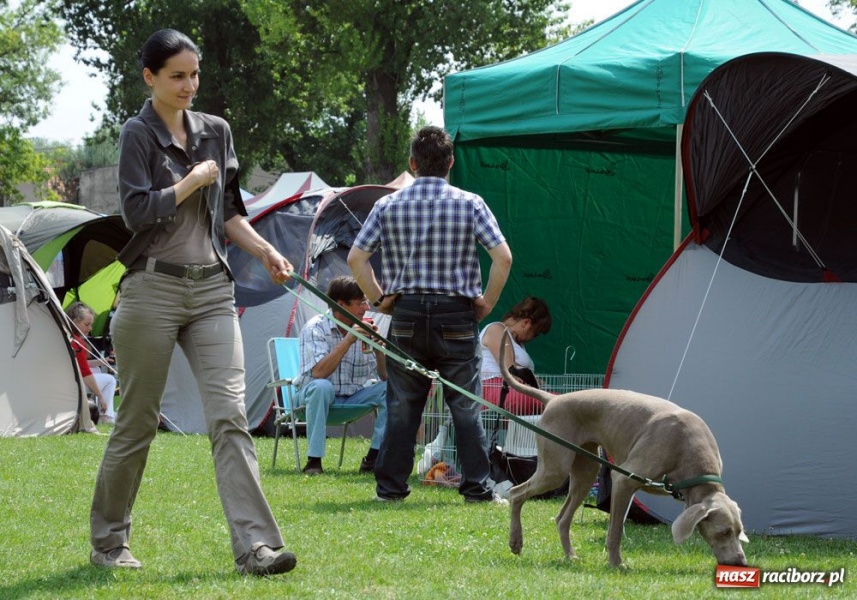 Zdjęcie w galerii na portalu naszraciborz.pl: Na Ostrogu trwa wystawa psów rasowych wiadomości z regionu