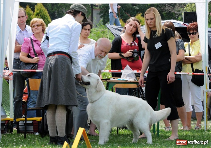 Zdjęcie w galerii na portalu naszraciborz.pl: Na Ostrogu trwa wystawa psów rasowych wiadomości z regionu