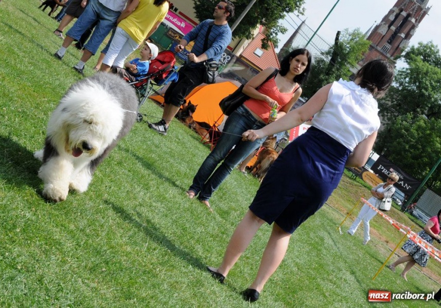 Zdjęcie w galerii na portalu naszraciborz.pl: Na Ostrogu trwa wystawa psów rasowych wiadomości z regionu
