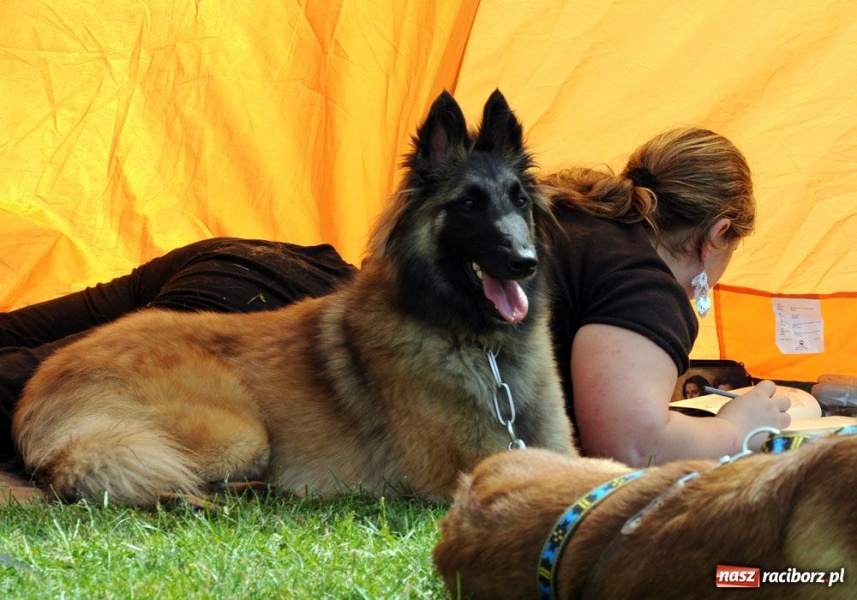 Zdjęcie w galerii na portalu naszraciborz.pl: Na Ostrogu trwa wystawa psów rasowych wiadomości z regionu