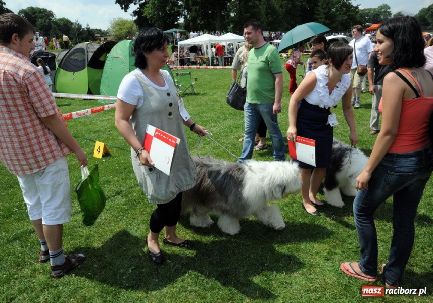 Zdjęcie w galerii na portalu naszraciborz.pl: Na Ostrogu trwa wystawa psów rasowych wiadomości z regionu