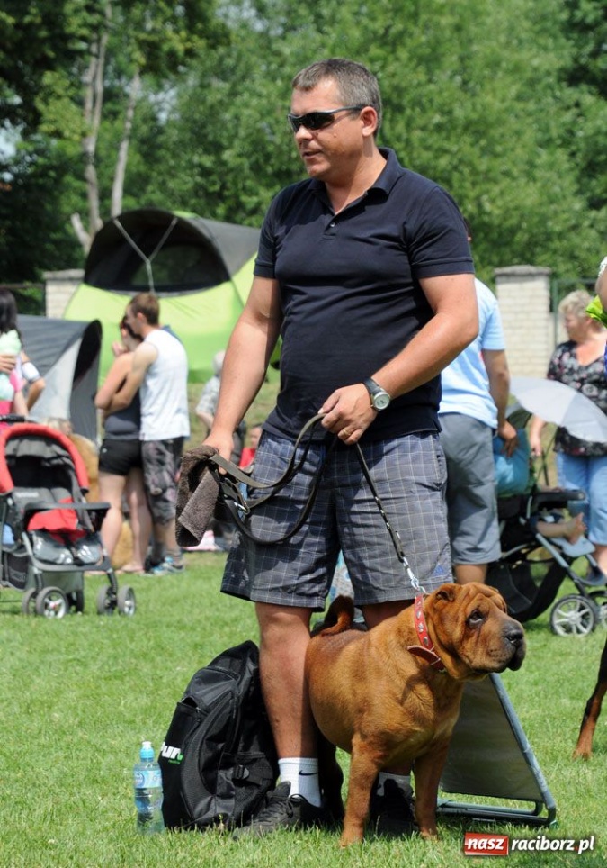 Zdjęcie w galerii na portalu naszraciborz.pl: Na Ostrogu trwa wystawa psów rasowych wiadomości z regionu
