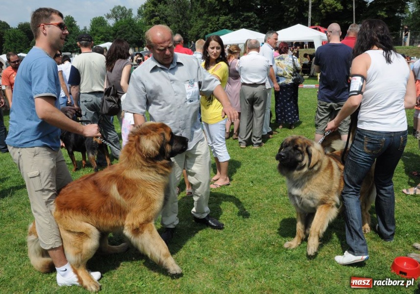 Zdjęcie w galerii na portalu naszraciborz.pl: Na Ostrogu trwa wystawa psów rasowych wiadomości z regionu