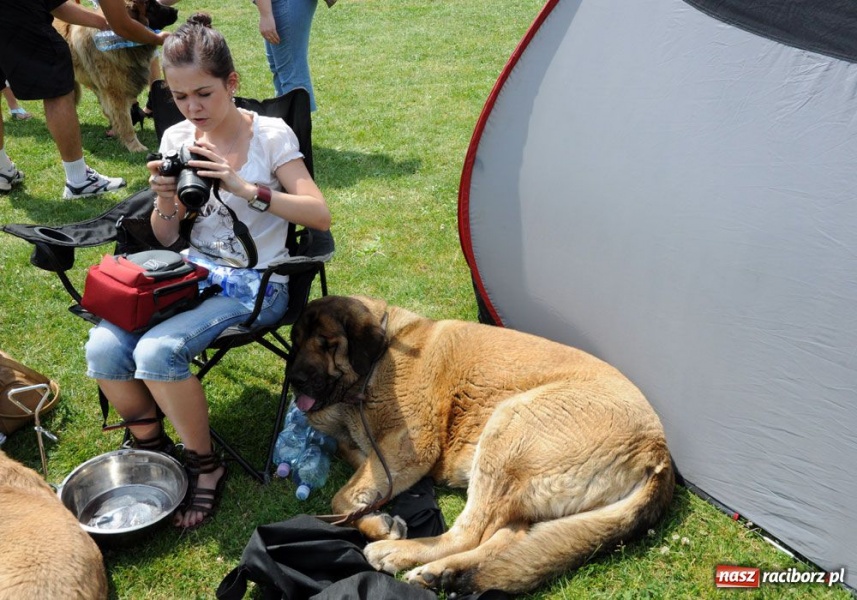 Zdjęcie w galerii na portalu naszraciborz.pl: Na Ostrogu trwa wystawa psów rasowych wiadomości z regionu