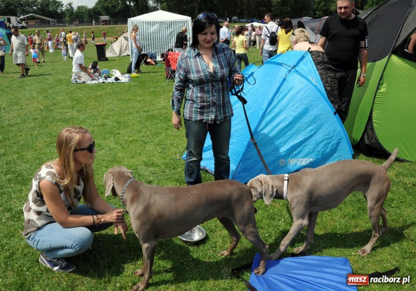 Zdjęcie w galerii na portalu naszraciborz.pl: Na Ostrogu trwa wystawa psów rasowych wiadomości z regionu