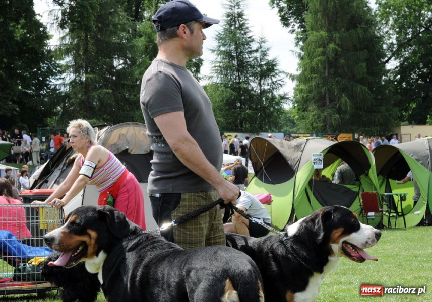 Zdjęcie w galerii na portalu naszraciborz.pl: Na Ostrogu trwa wystawa psów rasowych wiadomości z regionu