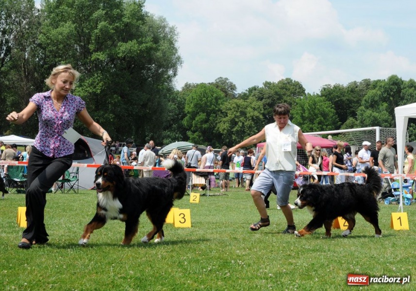 Zdjęcie w galerii na portalu naszraciborz.pl: Na Ostrogu trwa wystawa psów rasowych wiadomości z regionu
