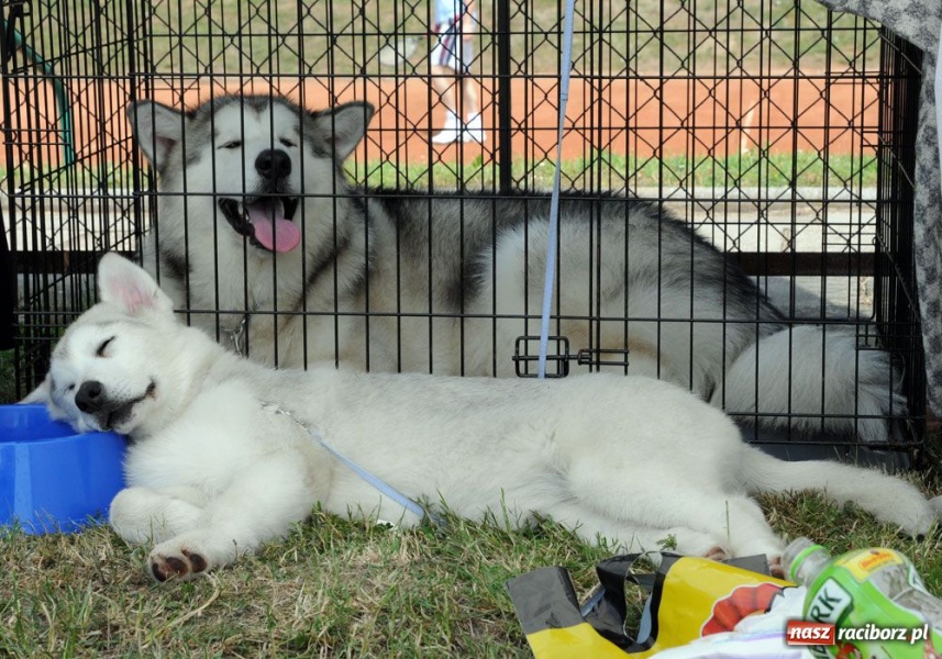 Zdjęcie w galerii na portalu naszraciborz.pl: Na Ostrogu trwa wystawa psów rasowych wiadomości z regionu