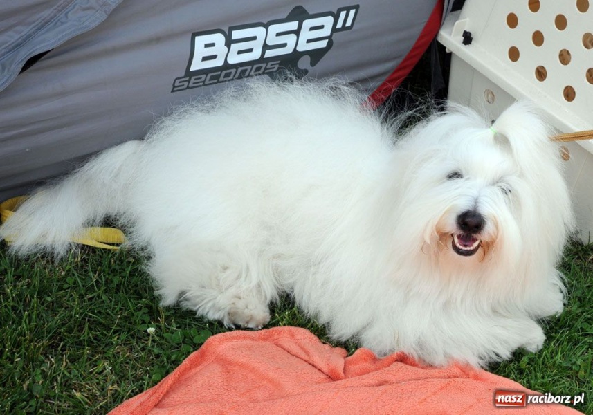 Zdjęcie w galerii na portalu naszraciborz.pl: Na Ostrogu trwa wystawa psów rasowych wiadomości z regionu