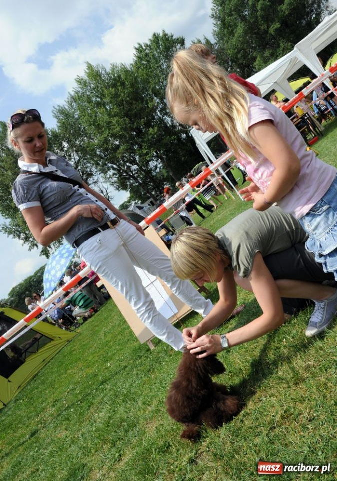 Zdjęcie w galerii na portalu naszraciborz.pl: Na Ostrogu trwa wystawa psów rasowych wiadomości z regionu