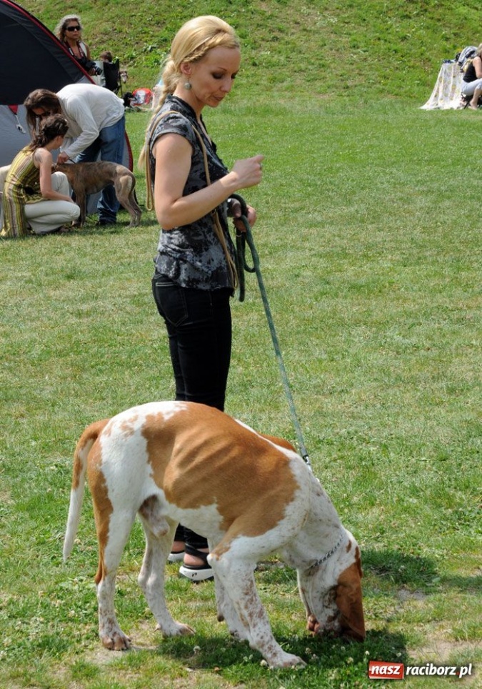 Zdjęcie w galerii na portalu naszraciborz.pl: Na Ostrogu trwa wystawa psów rasowych wiadomości z regionu