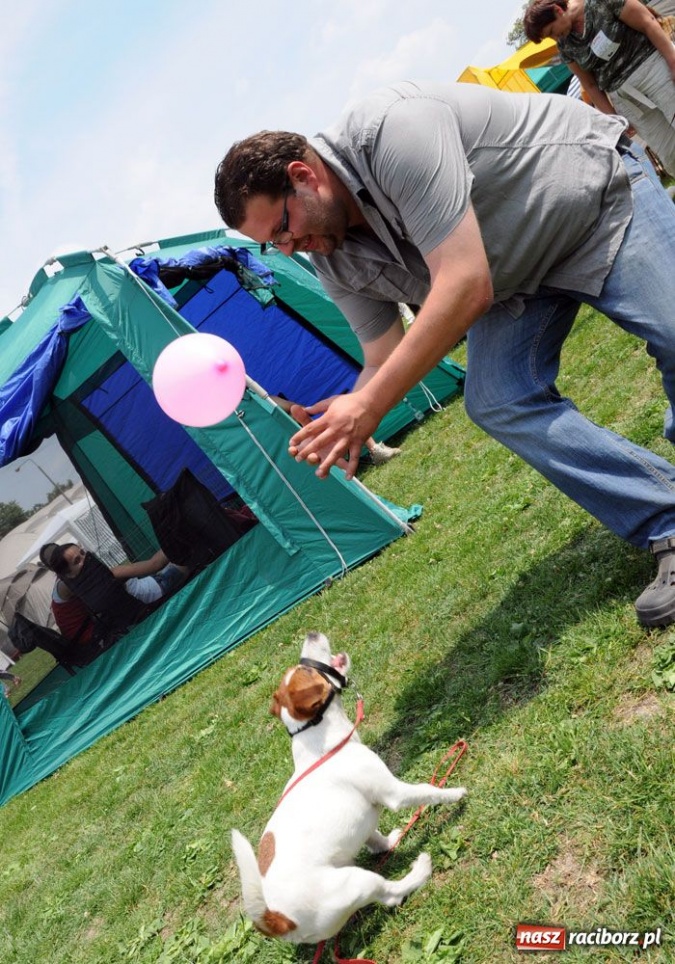 Zdjęcie w galerii na portalu naszraciborz.pl: Na Ostrogu trwa wystawa psów rasowych wiadomości z regionu