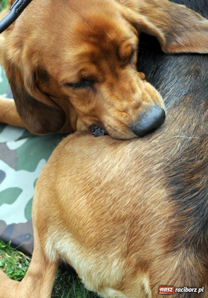 Zdjęcie w galerii na portalu naszraciborz.pl: Na Ostrogu trwa wystawa psów rasowych wiadomości z regionu
