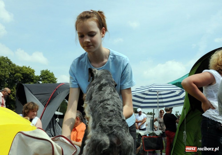 Zdjęcie w galerii na portalu naszraciborz.pl: Na Ostrogu trwa wystawa psów rasowych wiadomości z regionu