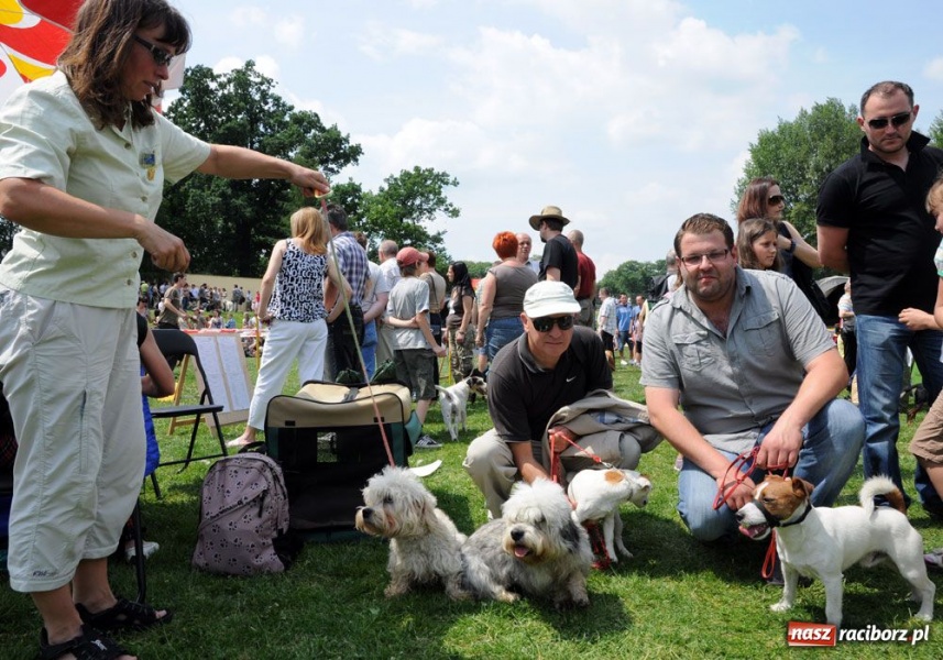 Zdjęcie w galerii na portalu naszraciborz.pl: Na Ostrogu trwa wystawa psów rasowych wiadomości z regionu