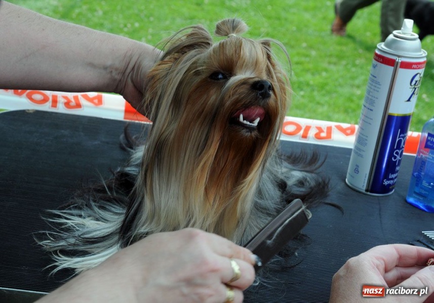 Zdjęcie w galerii na portalu naszraciborz.pl: Na Ostrogu trwa wystawa psów rasowych wiadomości z regionu