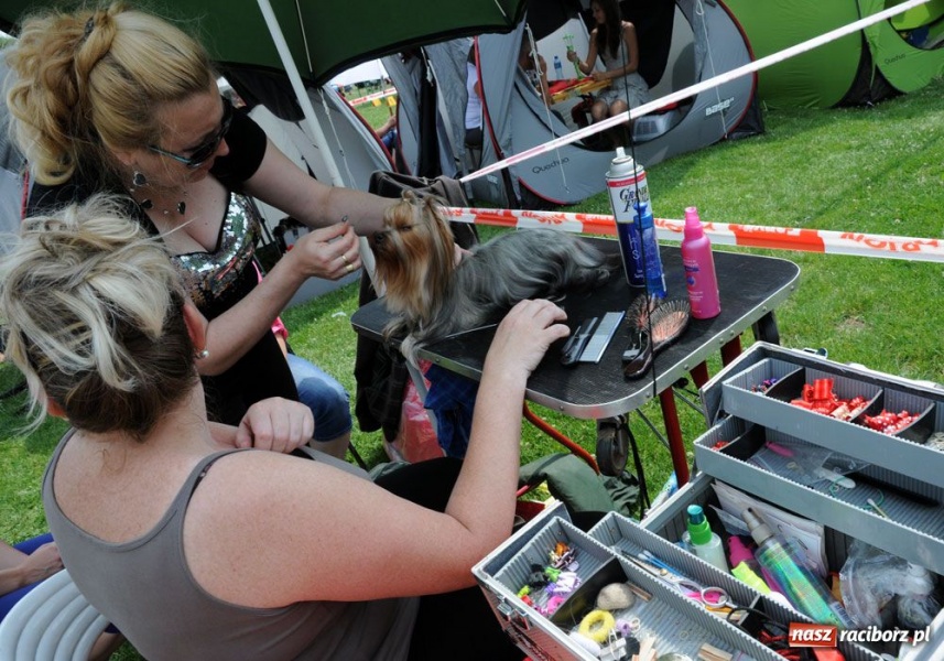 Zdjęcie w galerii na portalu naszraciborz.pl: Na Ostrogu trwa wystawa psów rasowych wiadomości z regionu