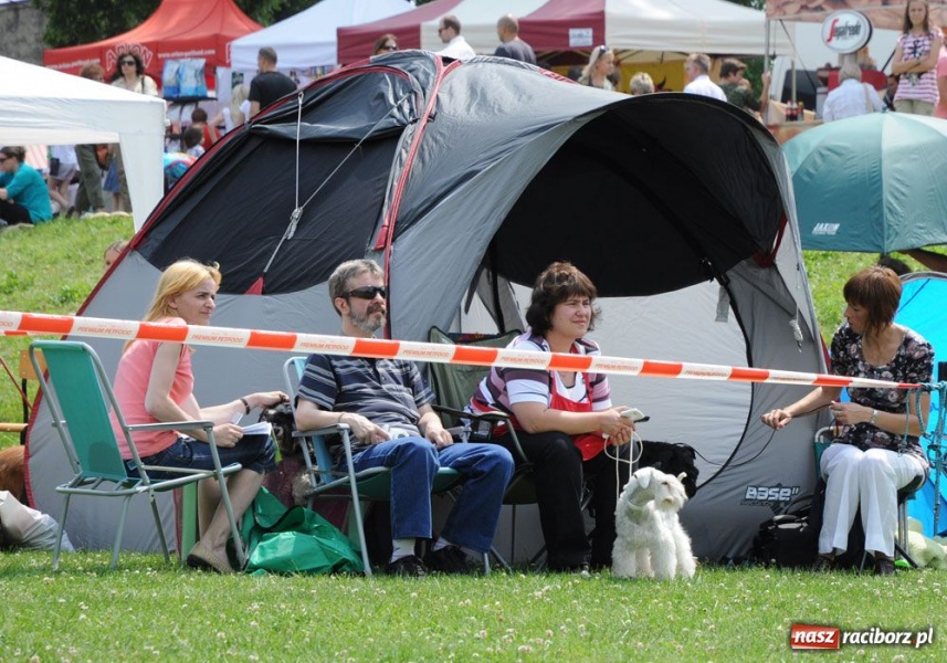 Zdjęcie w galerii na portalu naszraciborz.pl: Na Ostrogu trwa wystawa psów rasowych wiadomości z regionu