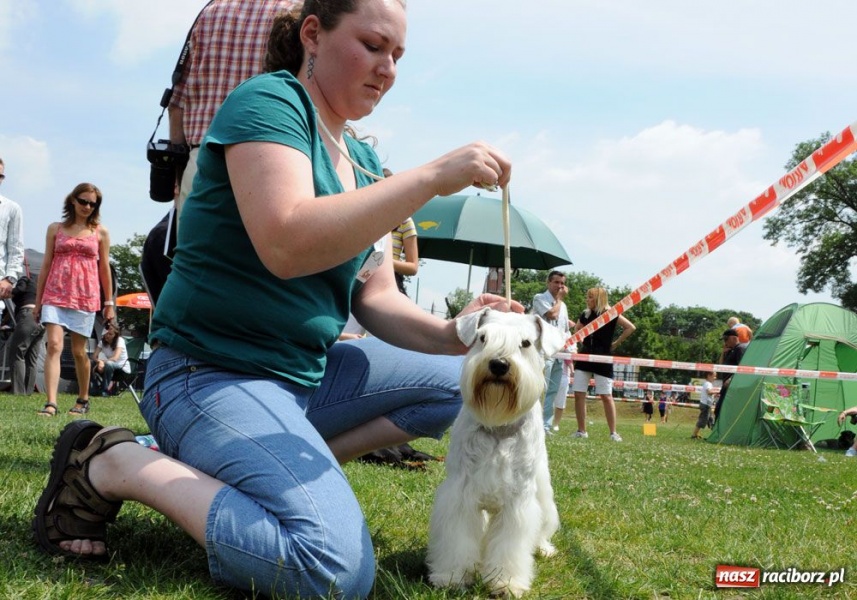 Zdjęcie w galerii na portalu naszraciborz.pl: Na Ostrogu trwa wystawa psów rasowych wiadomości z regionu