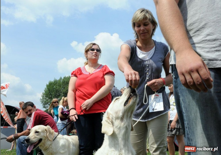 Zdjęcie w galerii na portalu naszraciborz.pl: Na Ostrogu trwa wystawa psów rasowych wiadomości z regionu
