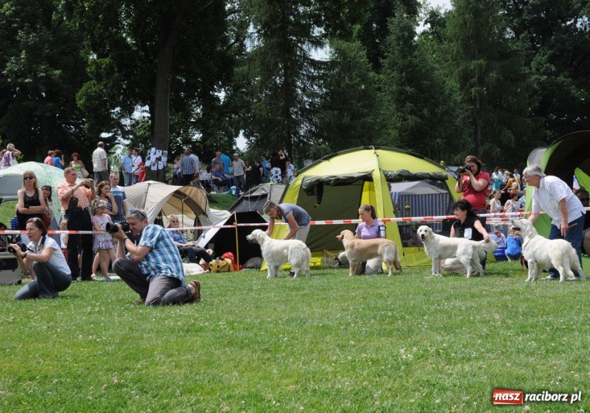 Zdjęcie w galerii na portalu naszraciborz.pl: Na Ostrogu trwa wystawa psów rasowych wiadomości z regionu