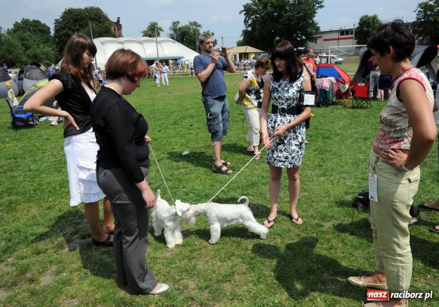 Zdjęcie w galerii na portalu naszraciborz.pl: Na Ostrogu trwa wystawa psów rasowych wiadomości z regionu