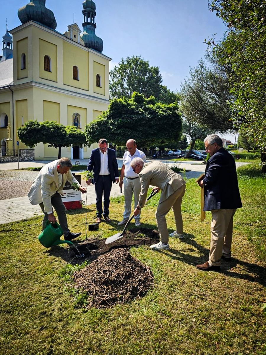 Zdjęcie w galerii na portalu naszraciborz.pl: Dąb Pokoju posadzony w Raciborzu. Symbol pamięci o ofiarach Tragedii Górnośląskiej wiadomości z regionu