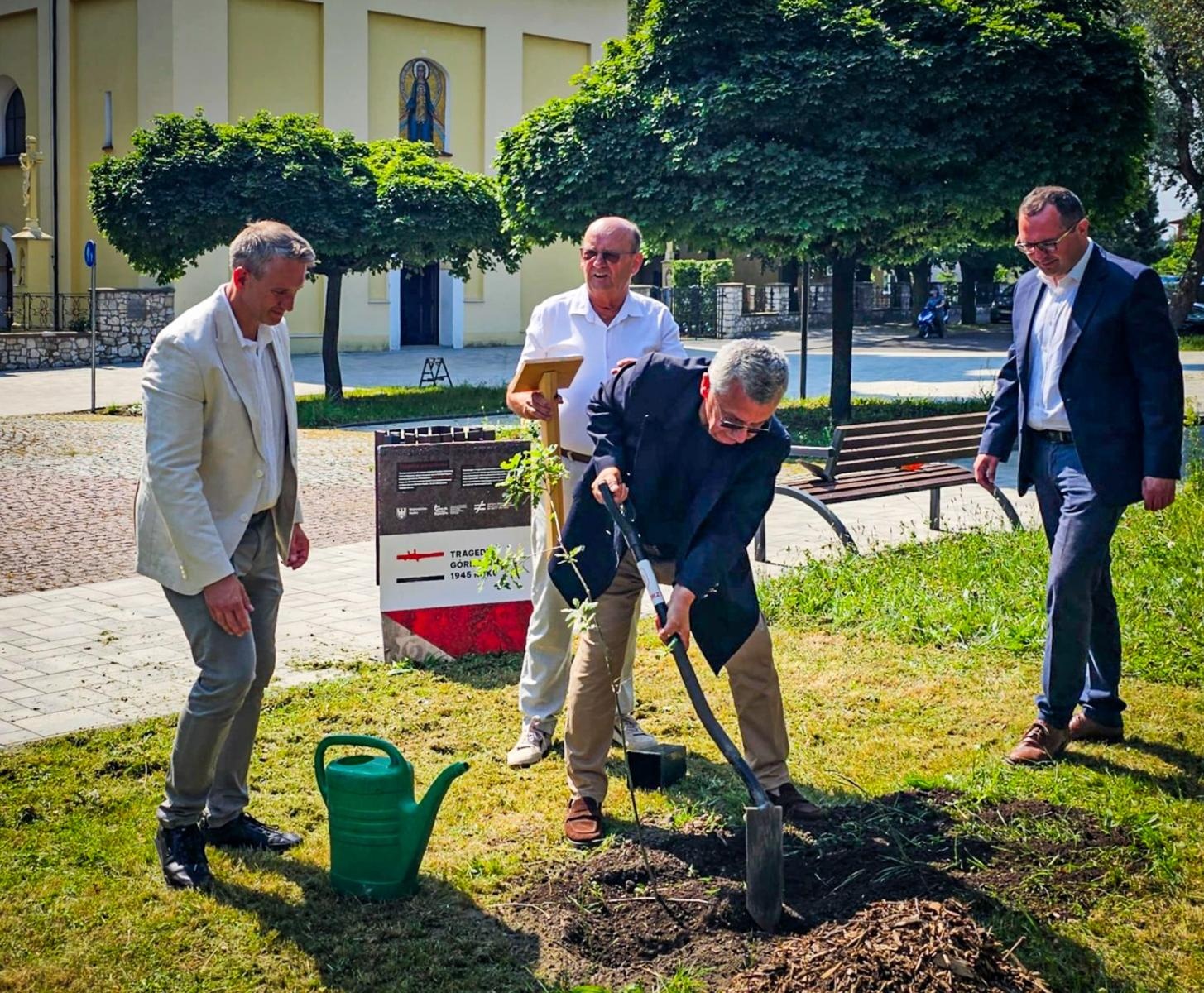 Zdjęcie w galerii na portalu naszraciborz.pl: Dąb Pokoju posadzony w Raciborzu. Symbol pamięci o ofiarach Tragedii Górnośląskiej wiadomości z regionu