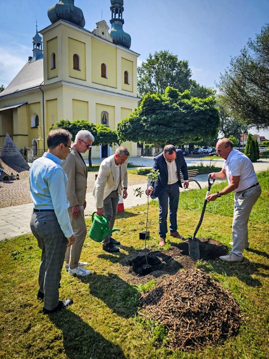 Zdjęcie w galerii na portalu naszraciborz.pl: Dąb Pokoju posadzony w Raciborzu. Symbol pamięci o ofiarach Tragedii Górnośląskiej wiadomości z regionu