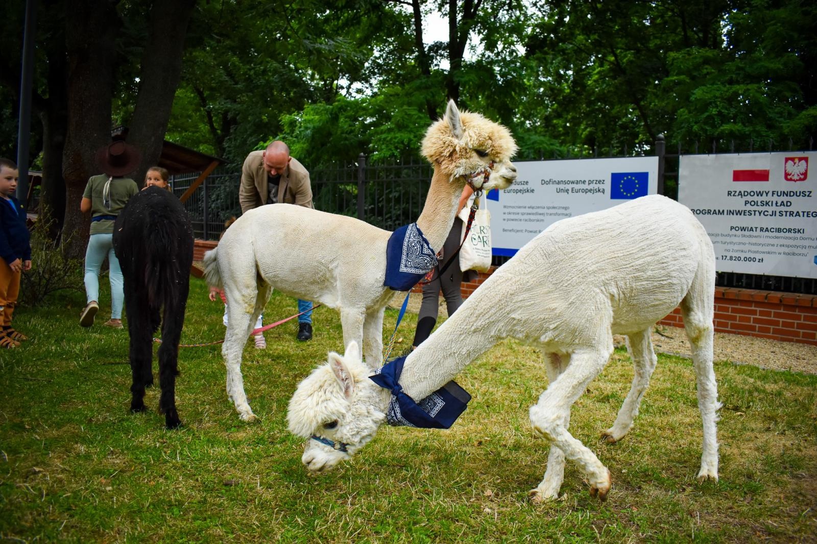 Zdjęcie w galerii na portalu naszraciborz.pl: Setki osób na inauguracji Wakacji w Powiecie. Rodzinny piknik na zamku przyciągnął mieszkańców wiadomości z regionu