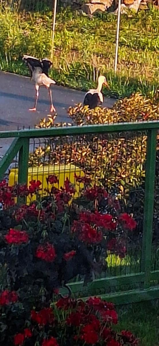 Zdjęcie w galerii na portalu naszraciborz.pl: Nawałnice zagrożeniem nie tylko dla ludzi. Ucierpiały także bociany w Miedoni wiadomości z regionu