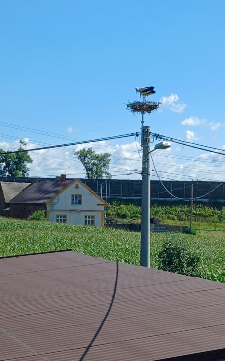 Zdjęcie w galerii na portalu naszraciborz.pl: Bociany z Miedoni znów mają bezpieczne gniazdo. Z pomocą przyszedł Tauron wiadomości z regionu