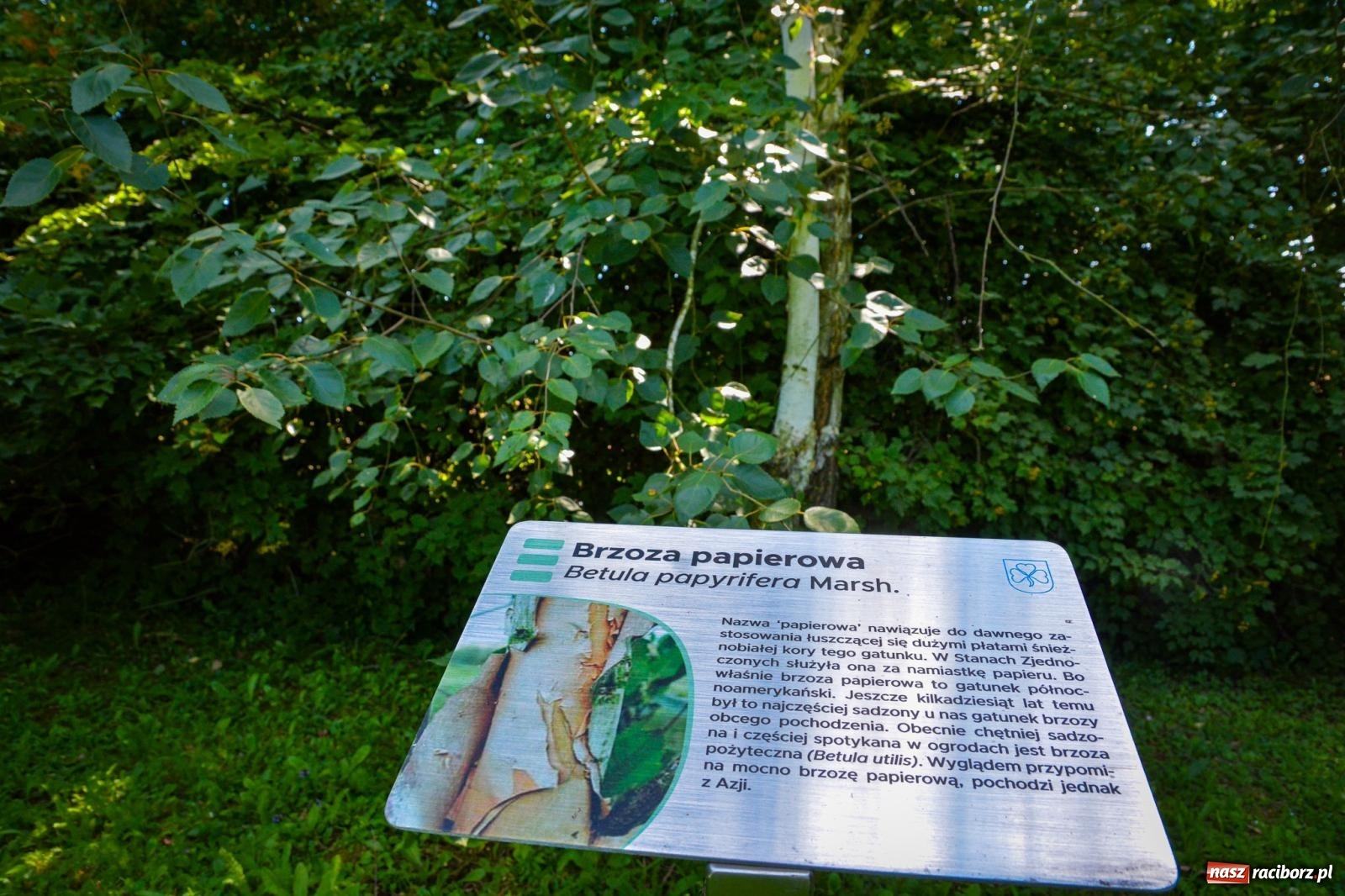 Zdjęcie w galerii na portalu naszraciborz.pl: Wakacyjne wędrówki z WFOŚiGW Katowice. Królestwo roślin niedaleko Raciborza wiadomości z regionu