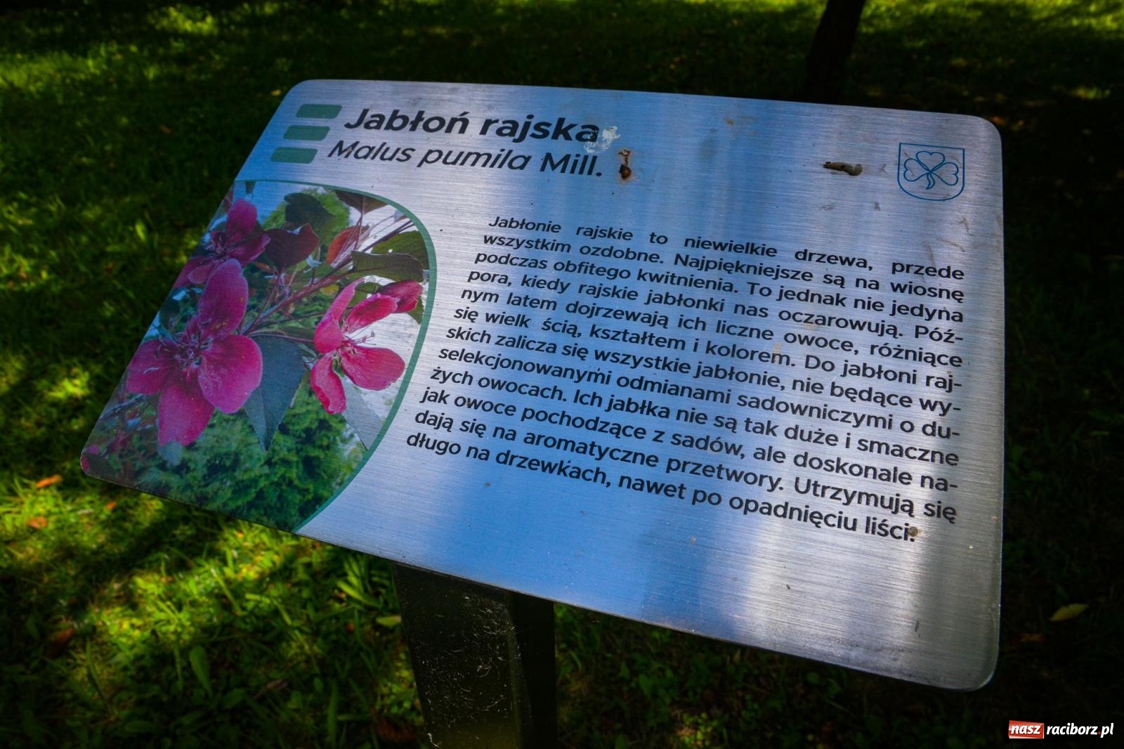 Zdjęcie w galerii na portalu naszraciborz.pl: Wakacyjne wędrówki z WFOŚiGW Katowice. Królestwo roślin niedaleko Raciborza wiadomości z regionu