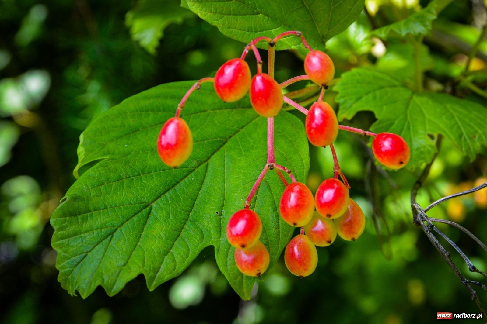Zdjęcie w galerii na portalu naszraciborz.pl: Wakacyjne wędrówki z WFOŚiGW Katowice. Królestwo roślin niedaleko Raciborza wiadomości z regionu