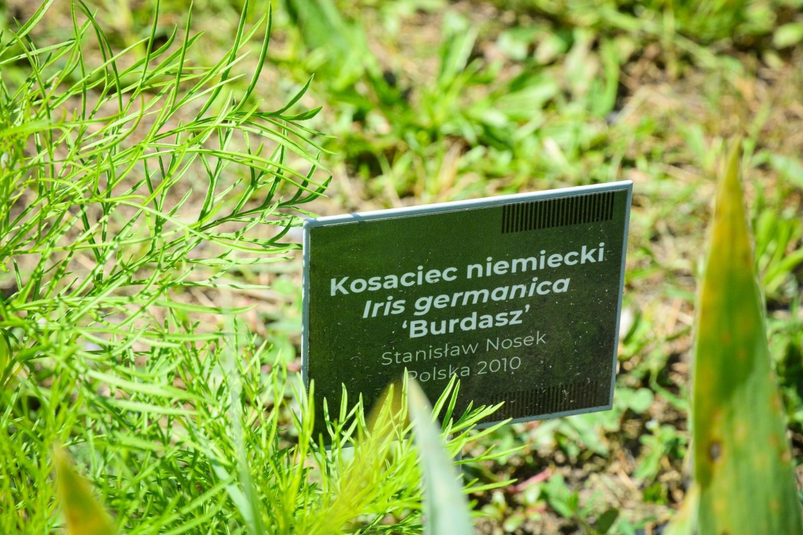 Zdjęcie w galerii na portalu naszraciborz.pl: Wakacyjne wędrówki z WFOŚiGW w Katowicach. Zaczarowany świat irysów wiadomości z regionu